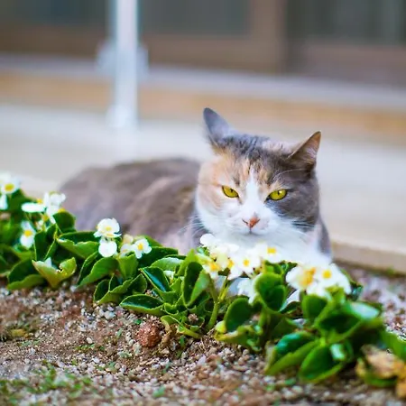 Sonne - Adults Only מלון