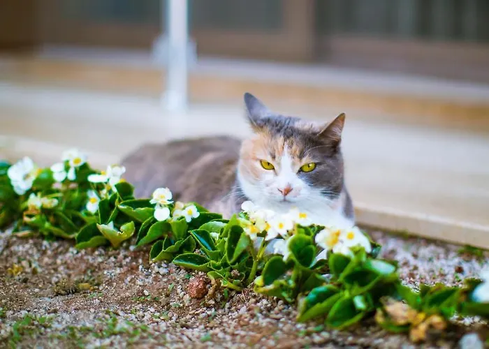 Hotel Sonne - Adults Only Hotel